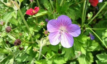 Valley OF Flower Trek